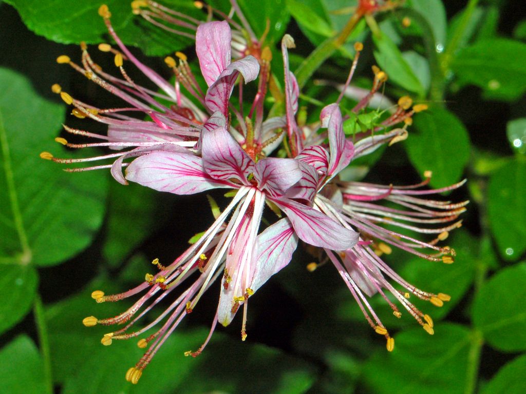 Giardino Botanico Montano di Pratorondanino